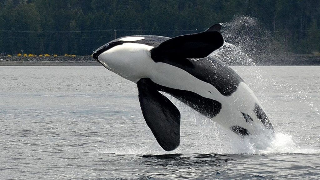 Killer Whale in Campbell River Killer Whale Breaching