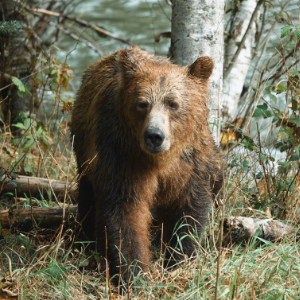 Grizzly Tours