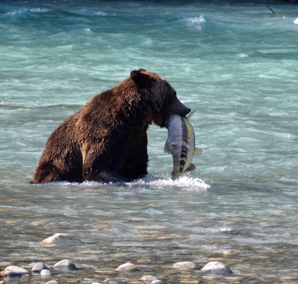 grizzly bear tours bc