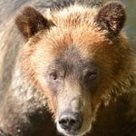 Close up of Grizzly Bear seen on Campbell River Grizzly Bear Tour