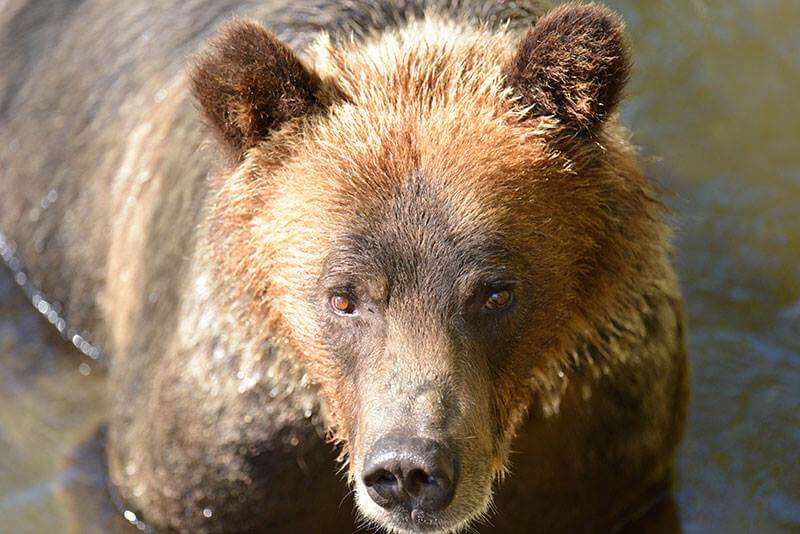 Close up of Grizzly Bear seen on Campbell River Grizzly Bear Tour