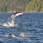 Pacific White Sided Dolphin jumping right out of the water