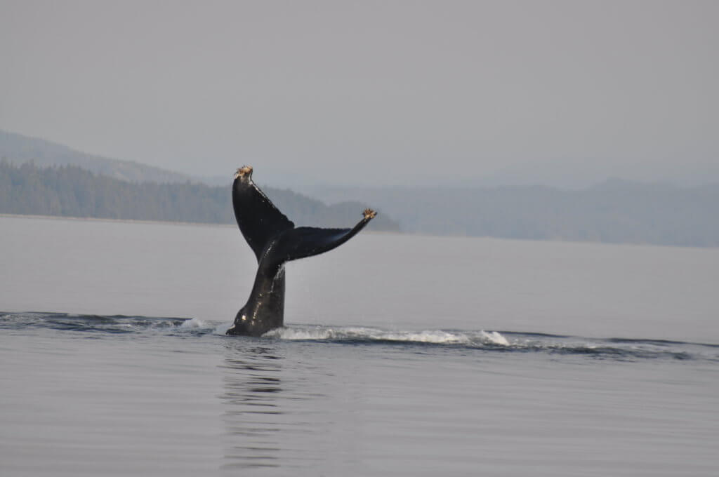 Campbell River Whale Watching Tours