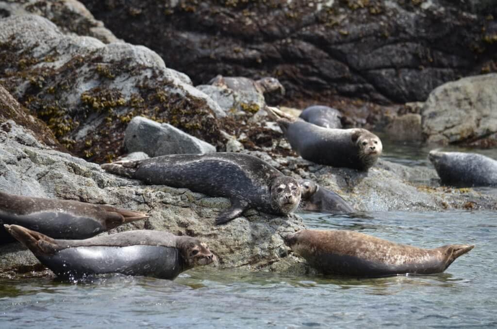 Group of Seals on the beach