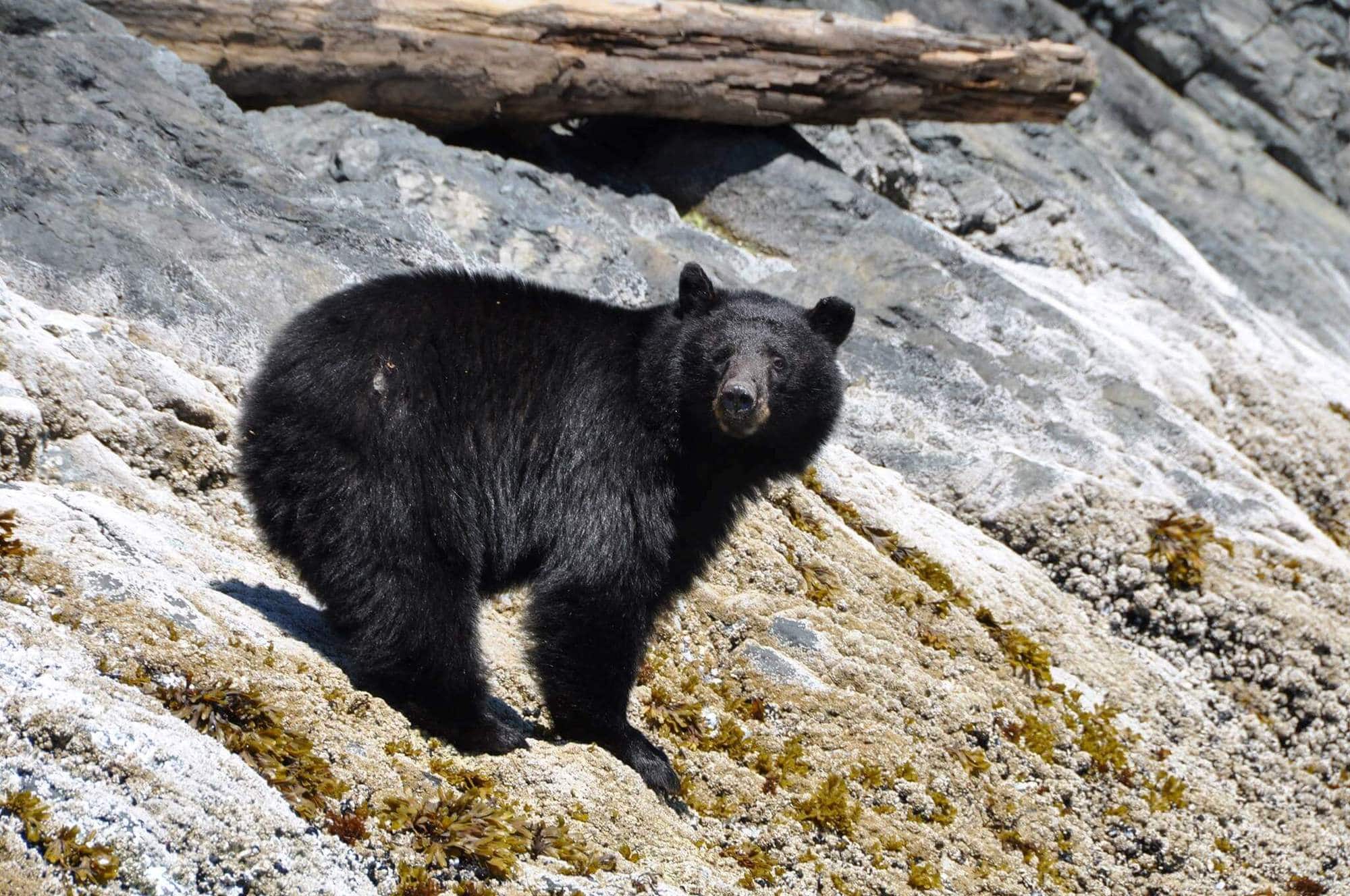 Black Bear Standing on Rocky Shore