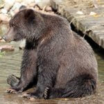 Grizzly Bear sittingon a wooden dock