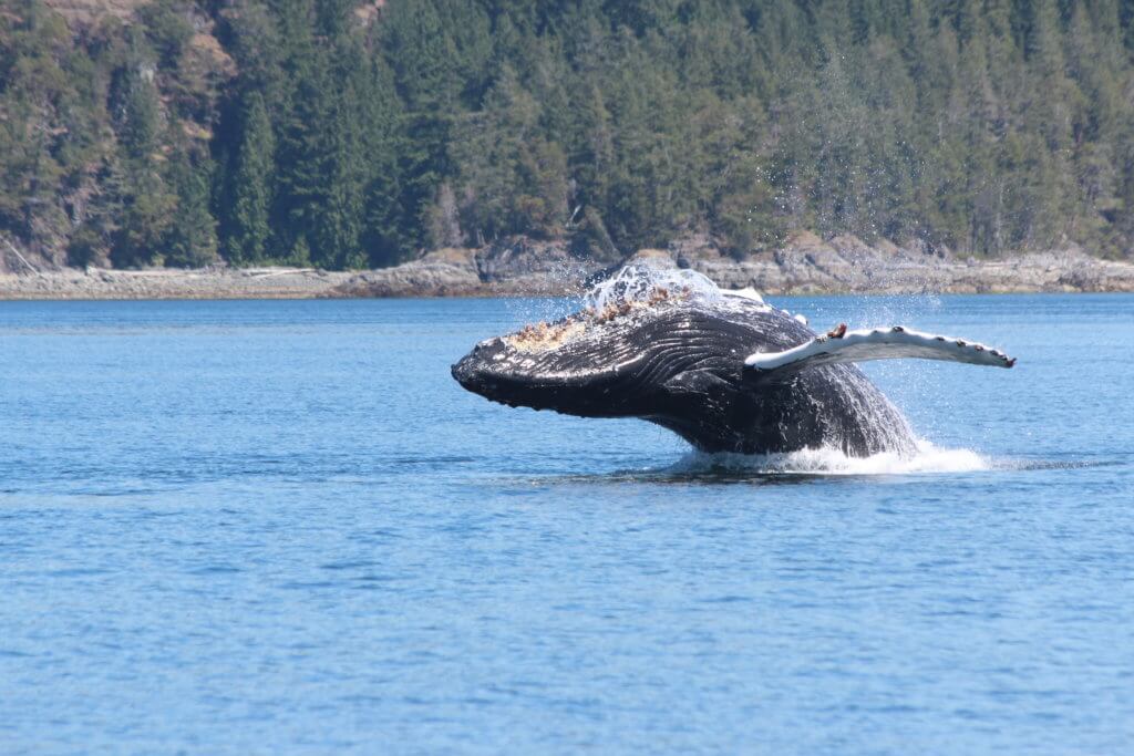 Humpback Whale Breaching seen on Whale Watching Tour