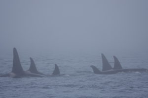 Pod of Orca swimming throug the Fog