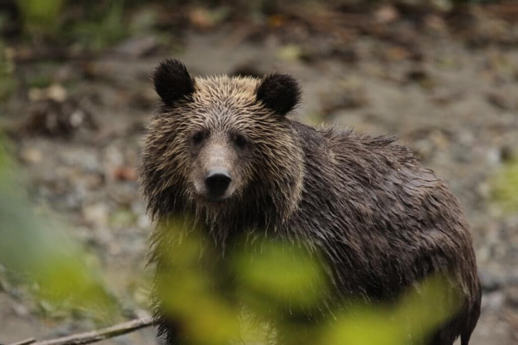 Wet Grizzly Bear
