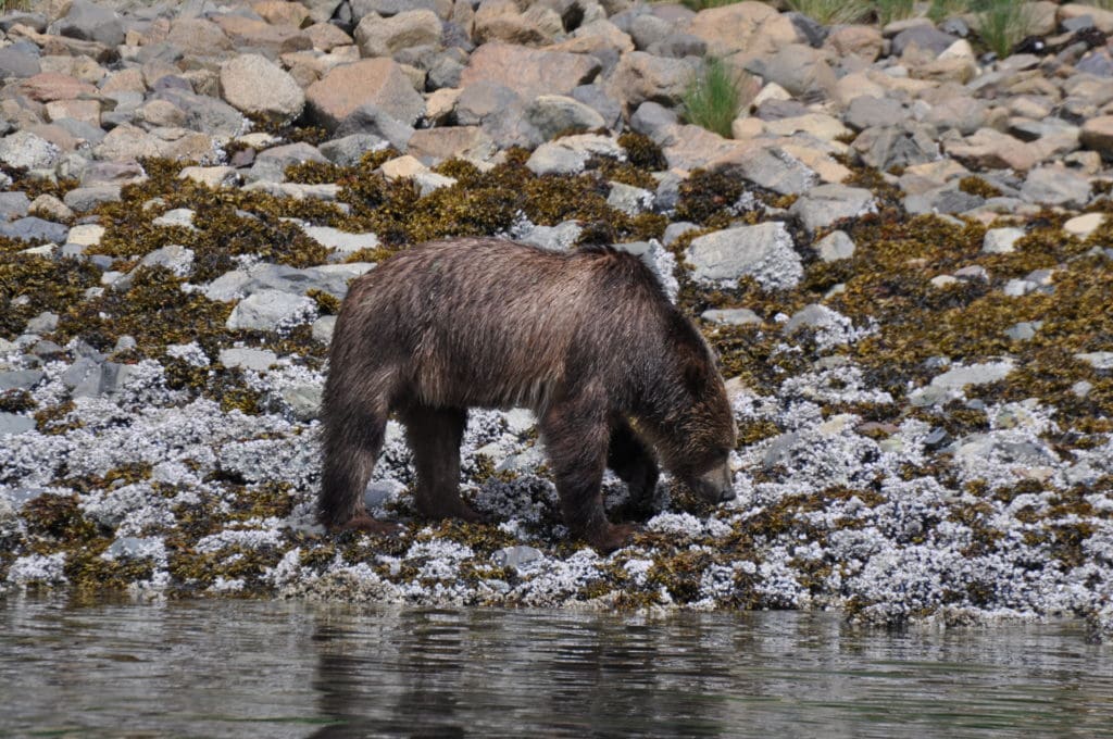 Grizzly Bear on beach with head down