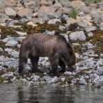 Grizzly Bear on beach with head down