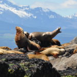 Sea lions perched on rock seen from Wildlife Tour