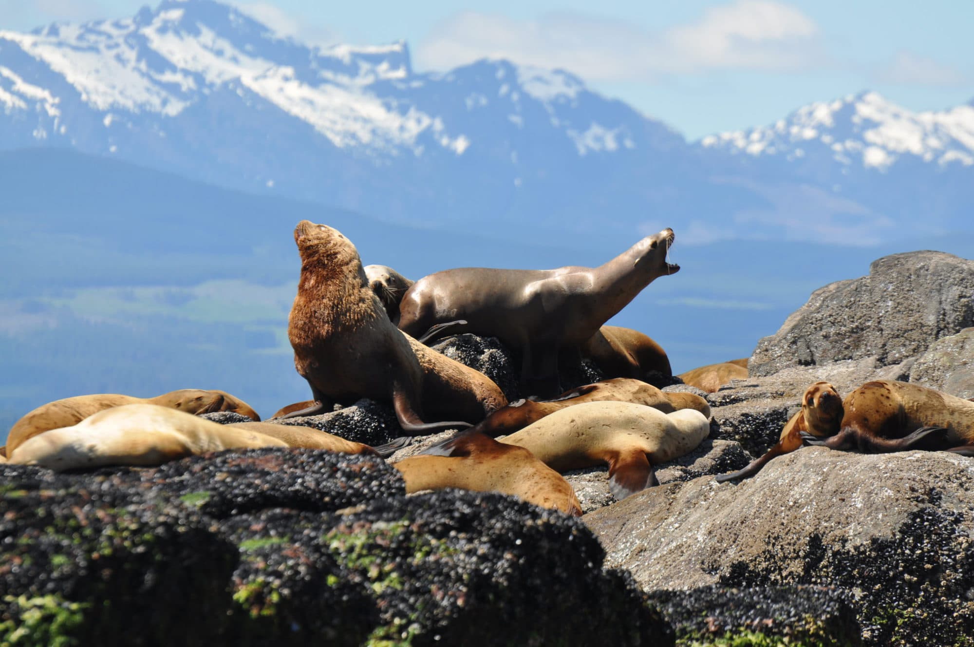 Sea lions perched on rock seen from Wildlife Tour