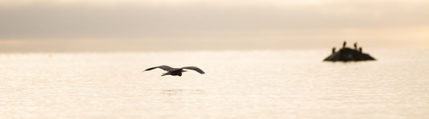 Blue Heron flying low over water