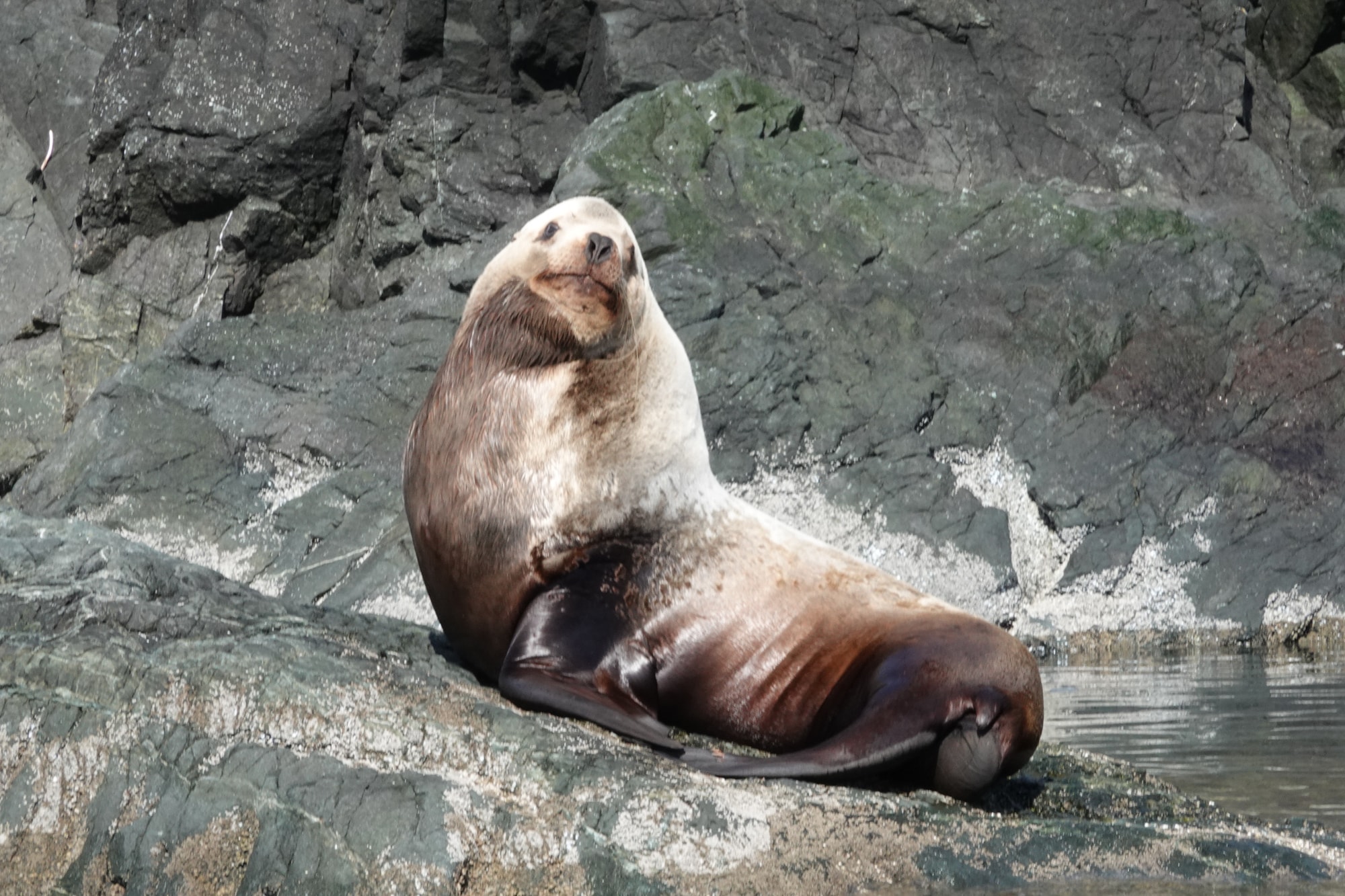 Steller Sea Lion