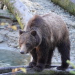 Grizzly Bear standing on log on the river. Background is logs on a rocky riverbank.