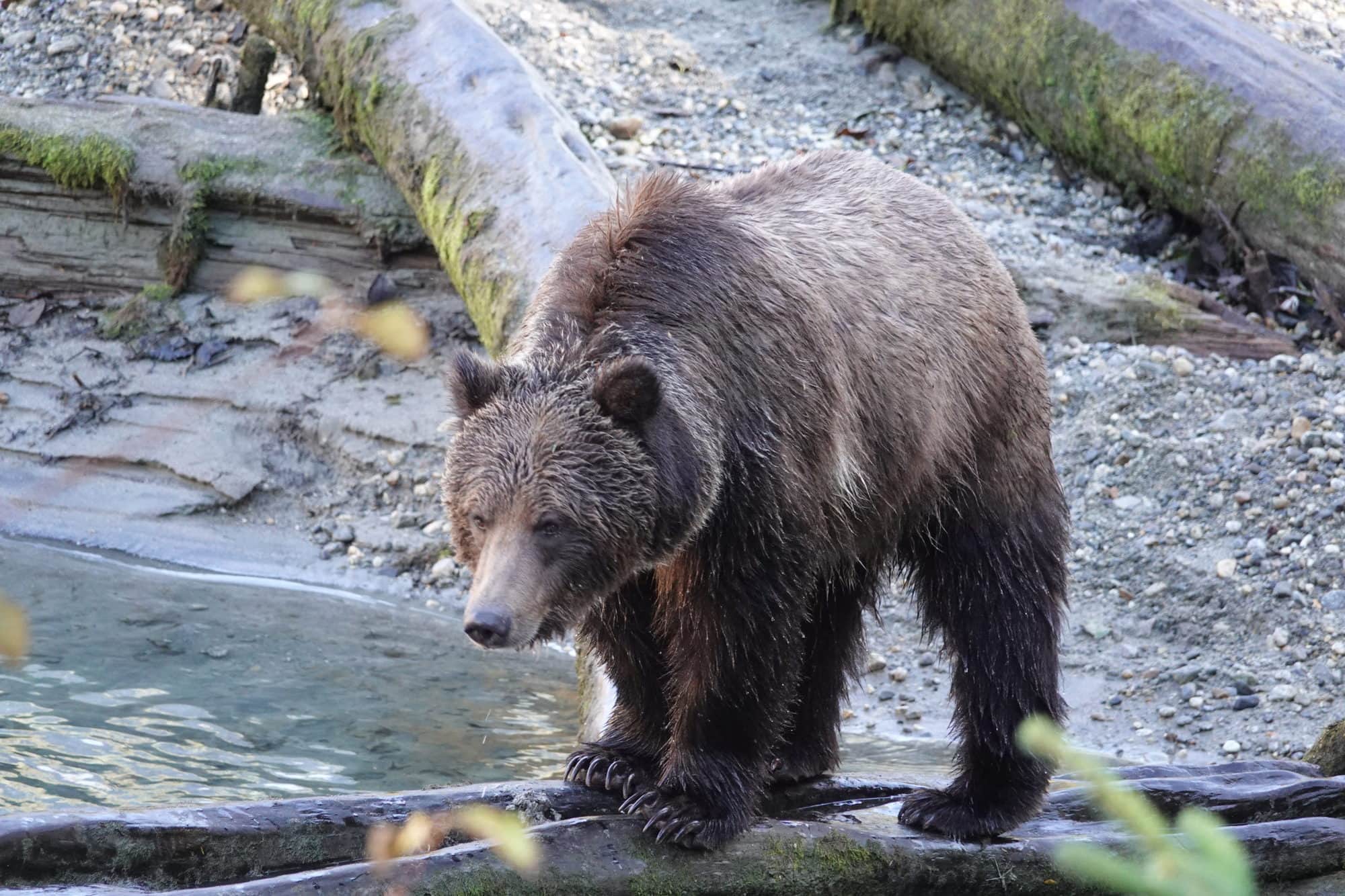 Grizzly Bear standing on log on the river. Background is logs on a rocky riverbank.
