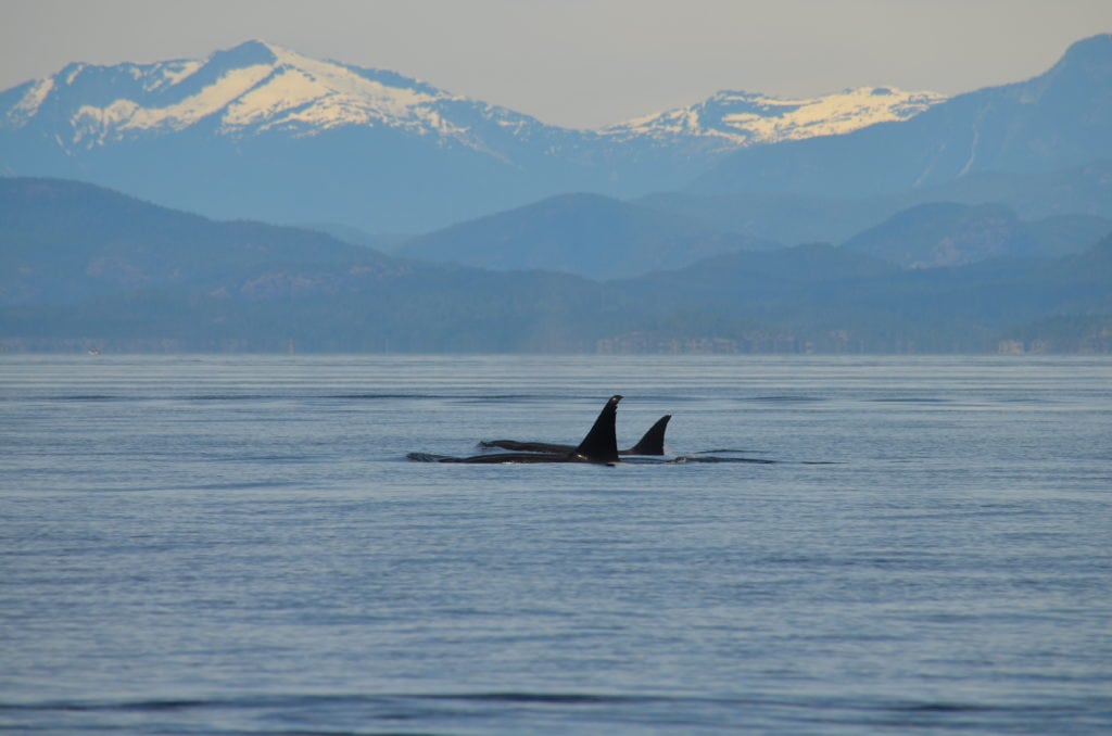 Two orcas swimming in front of snow capped mountains