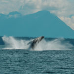 Humpback Whale Breaching with sail boat in background
