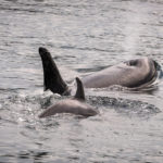 Large Orca with smaller orca swimming beside