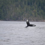 Humpback Whale Tail sticking ouf ot the water. Fins are mostly black with white corners.