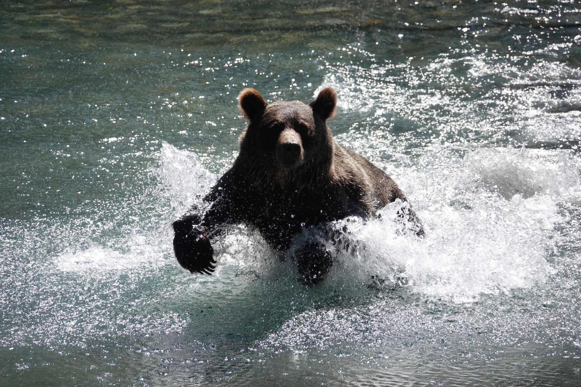 grizzly bears can swim