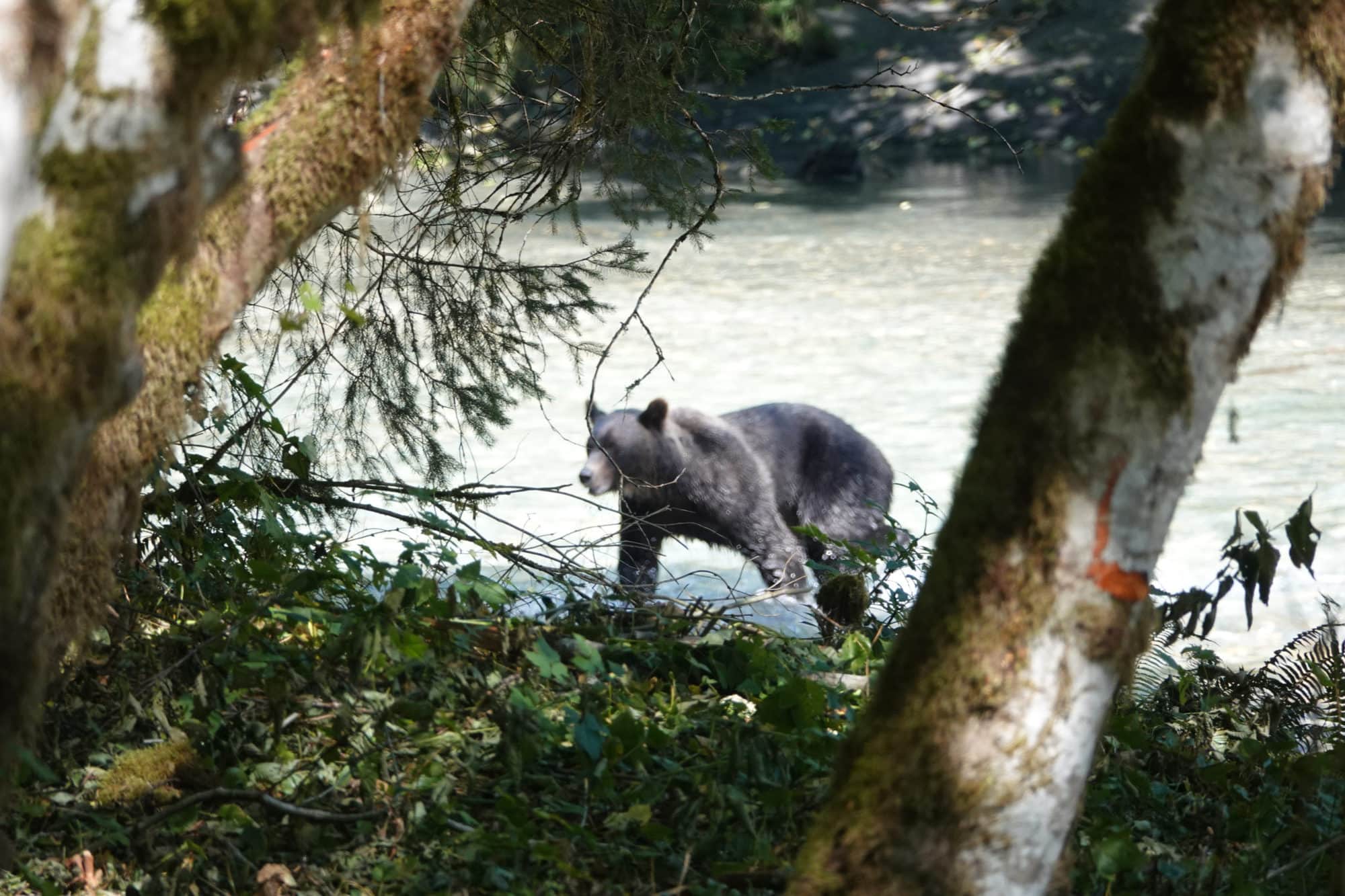 Facts About Grizzly Bears - Campbell River Whale Watching and Adventure ...