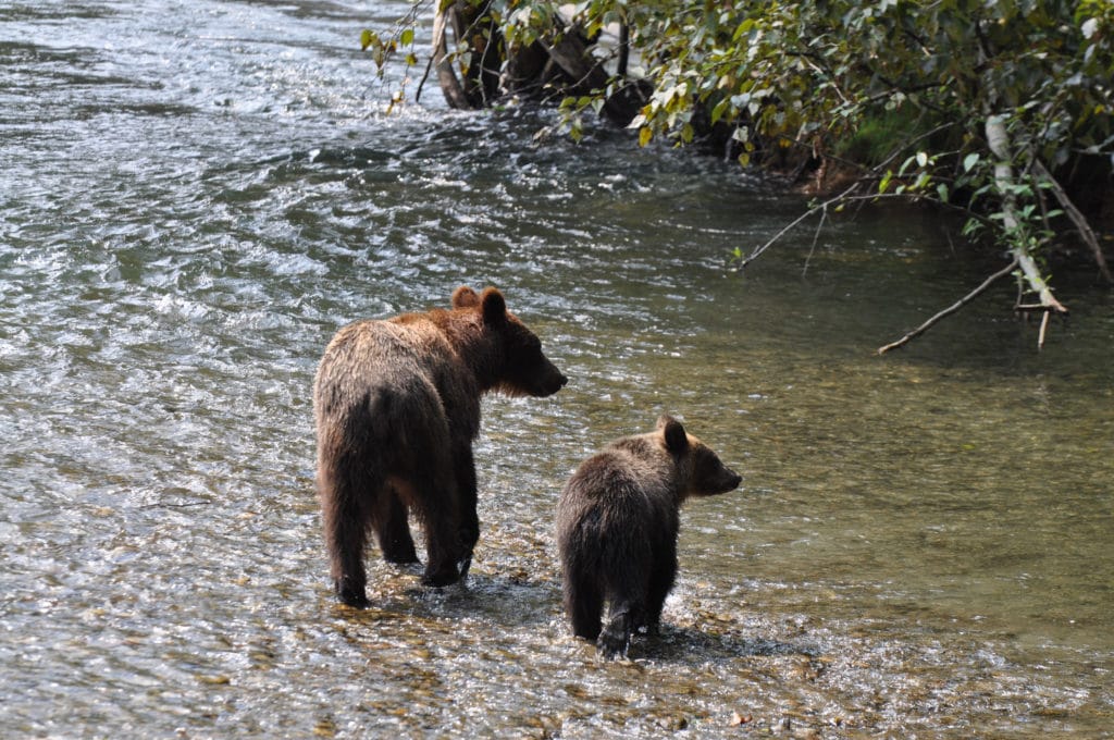 Mom and cub Grizzly Bear in River