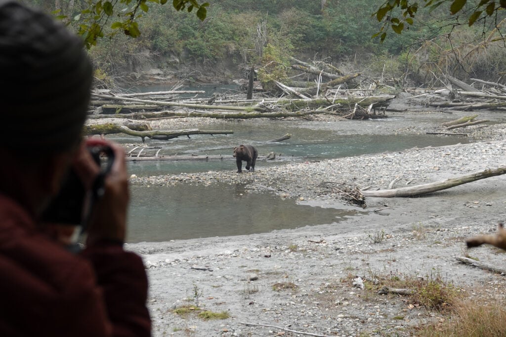 Person taking photo of Grizzly bear along river