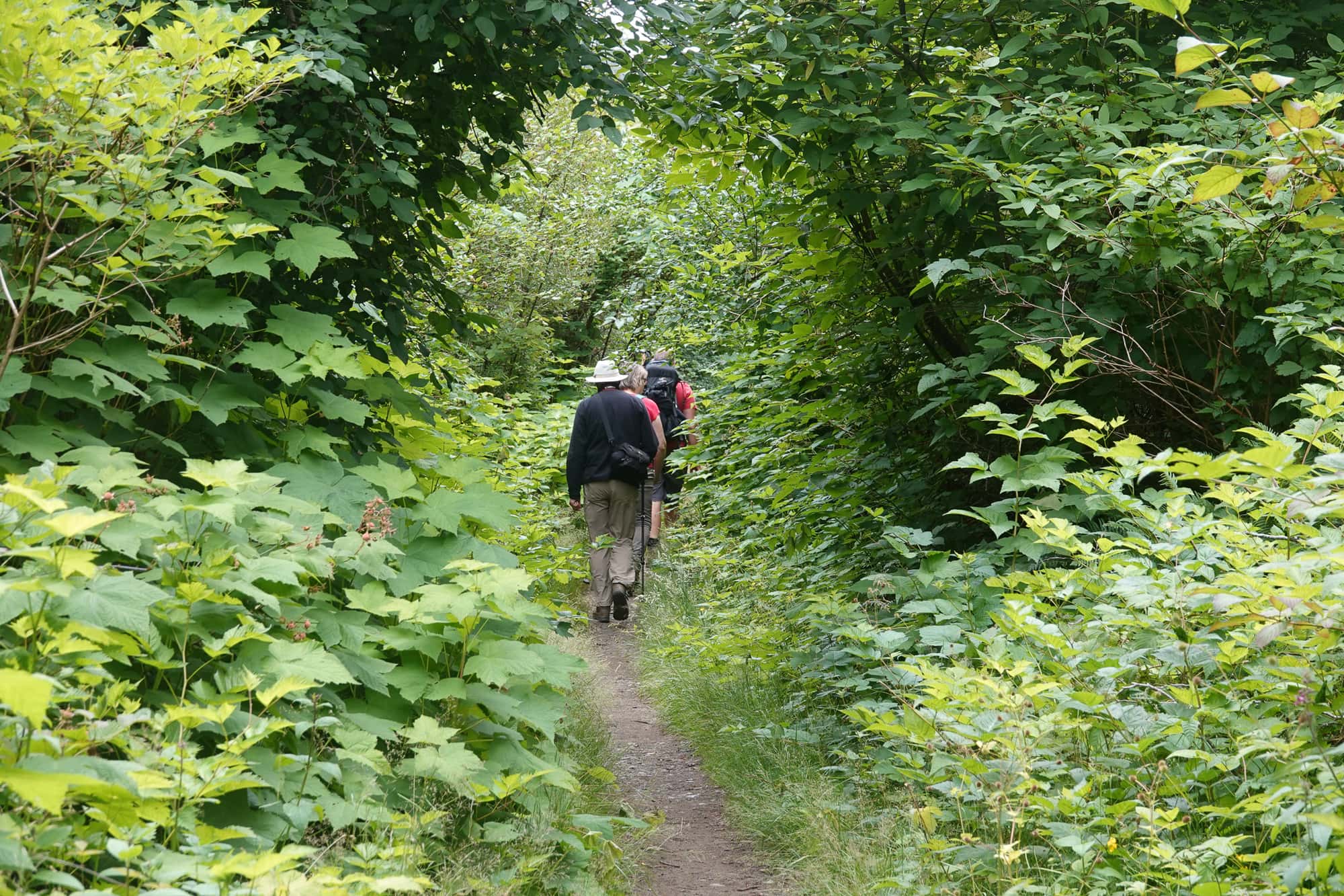 Two people hiking through thick green foliage