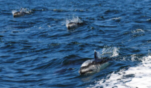 Dolphins swimming in small waves