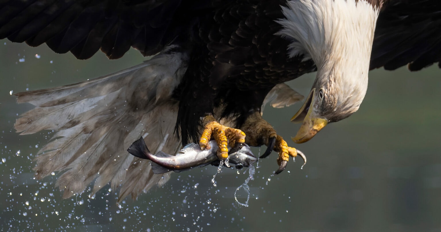 Bald Eagle with fish