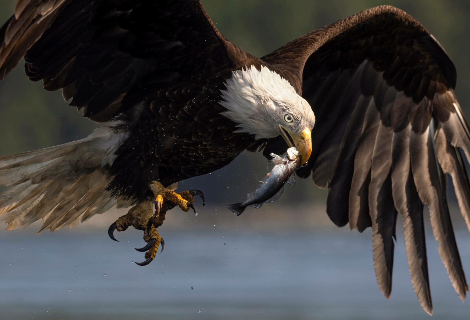 an eagle is holding a fish in its talon
