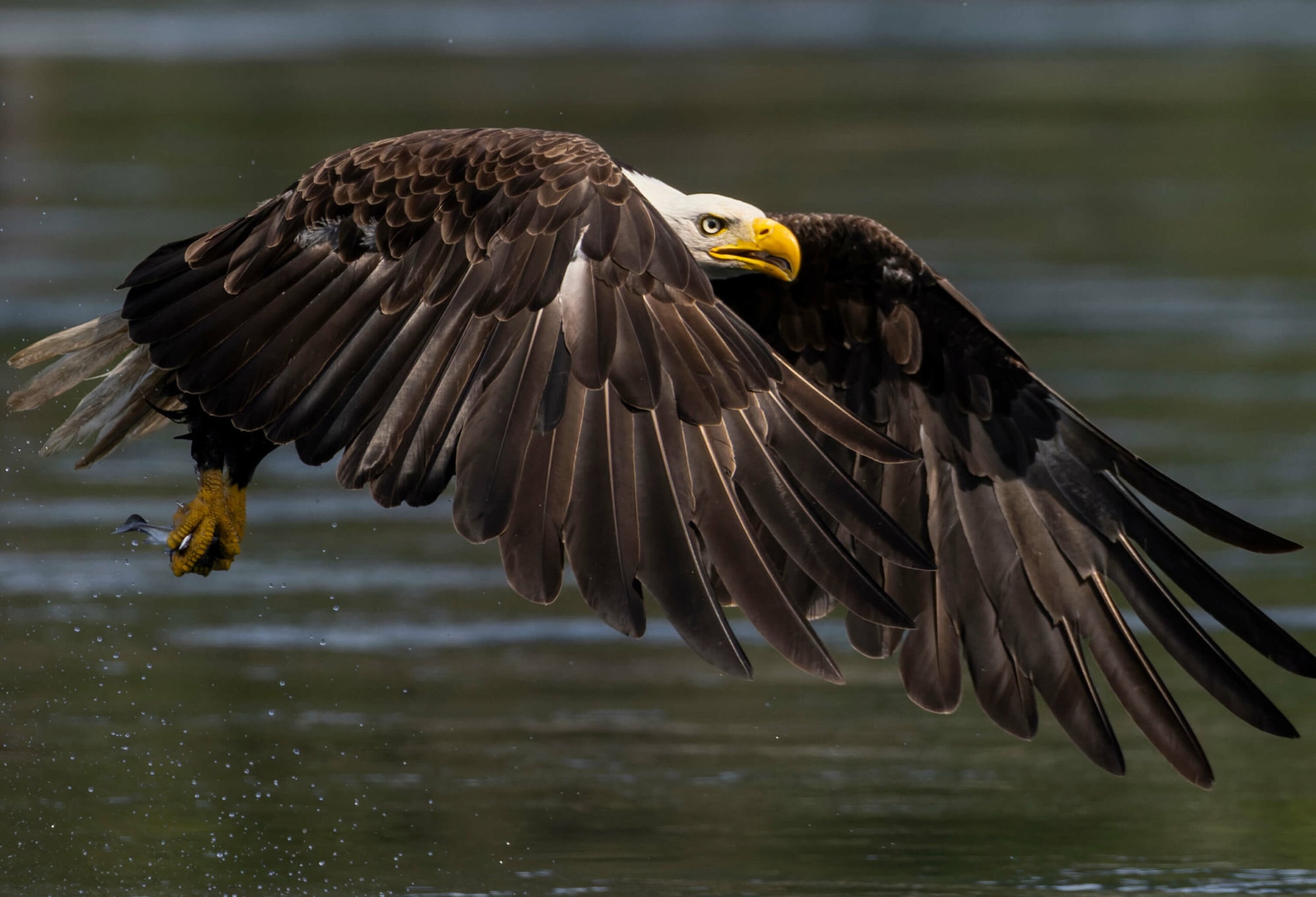 a bald eagle swooping its wings over the water