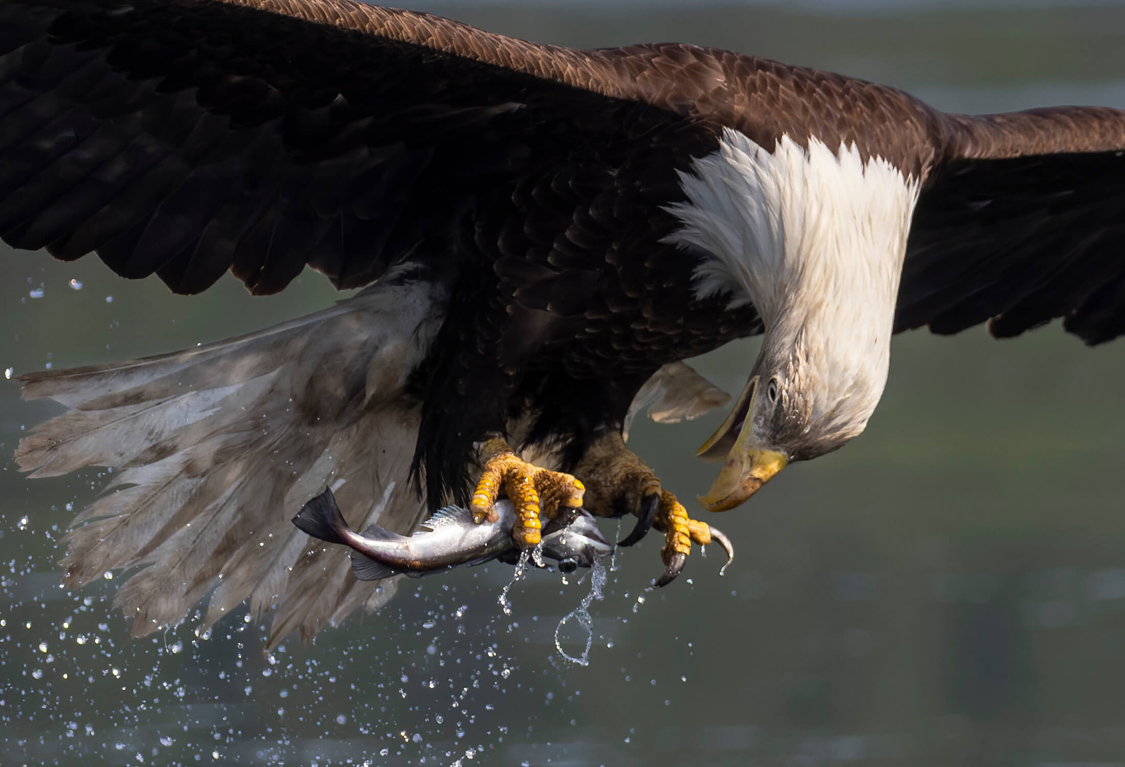 an eagle is holding a fish in it's claws
