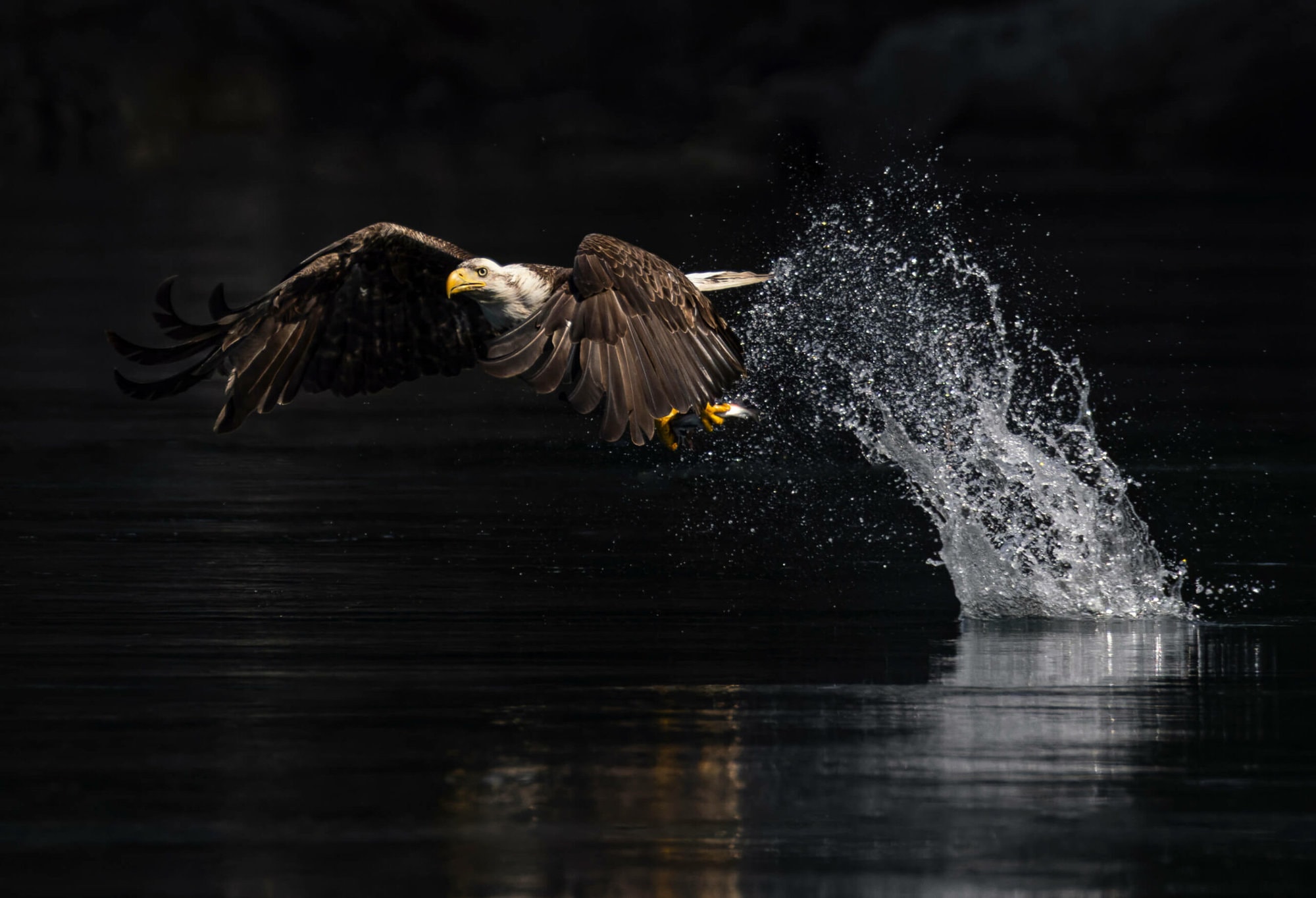 an eagle landing on the water with its wings spread