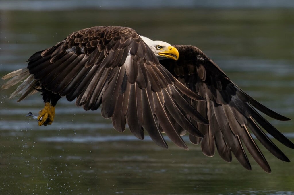 an eagle is flying over the water with it's wings spread