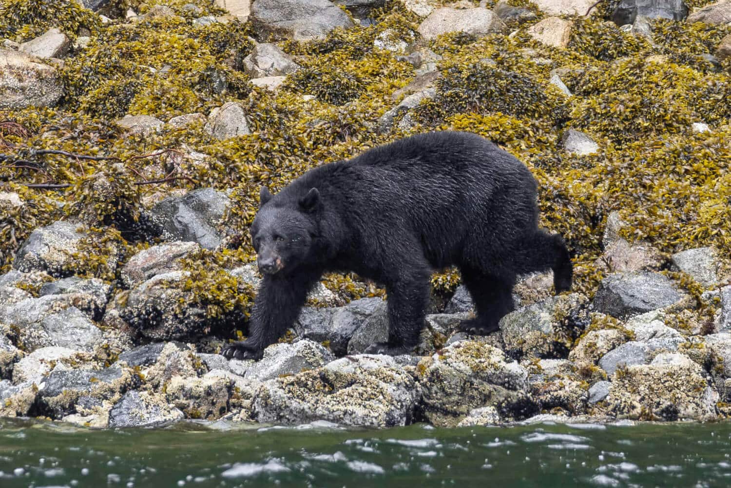 a black bear walking on rocks near water