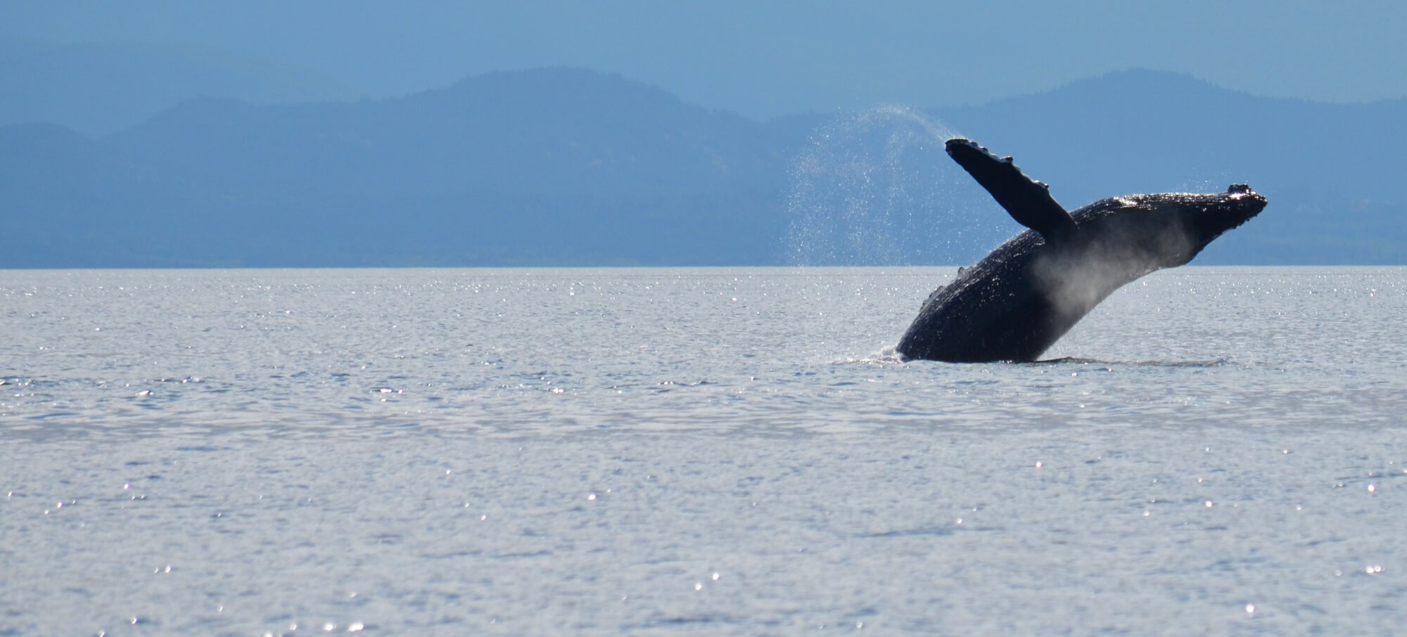 Humpback whale breaching the water