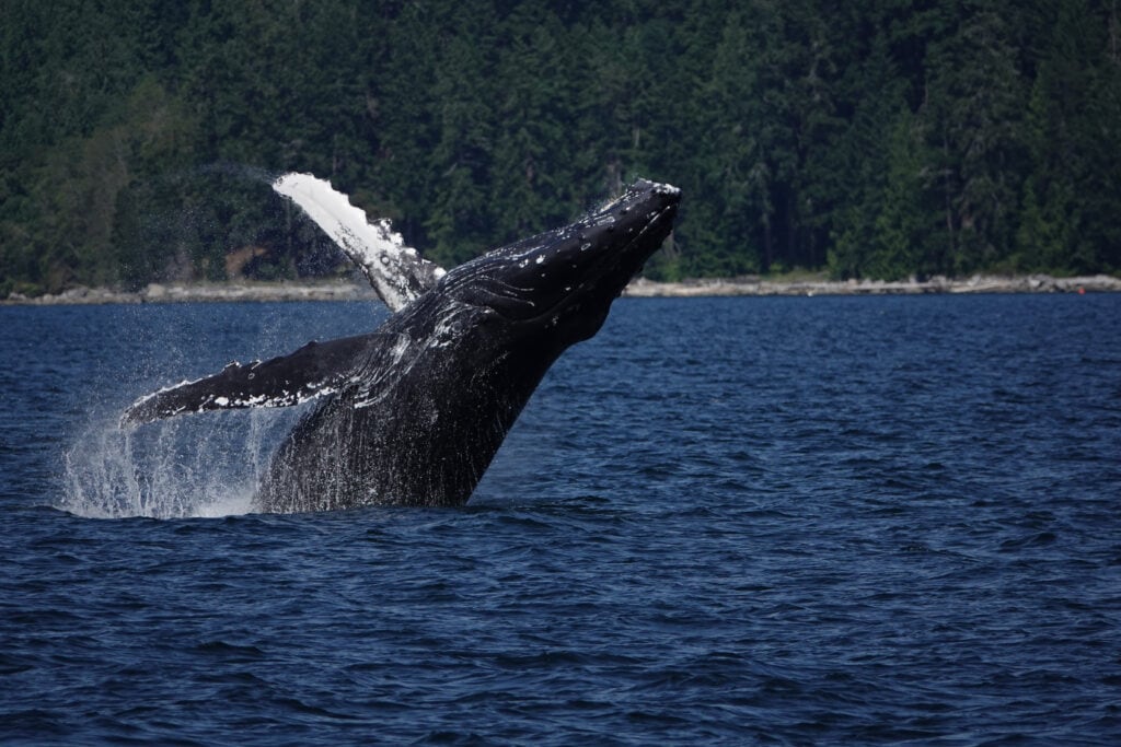 Humpback Whale Breaching