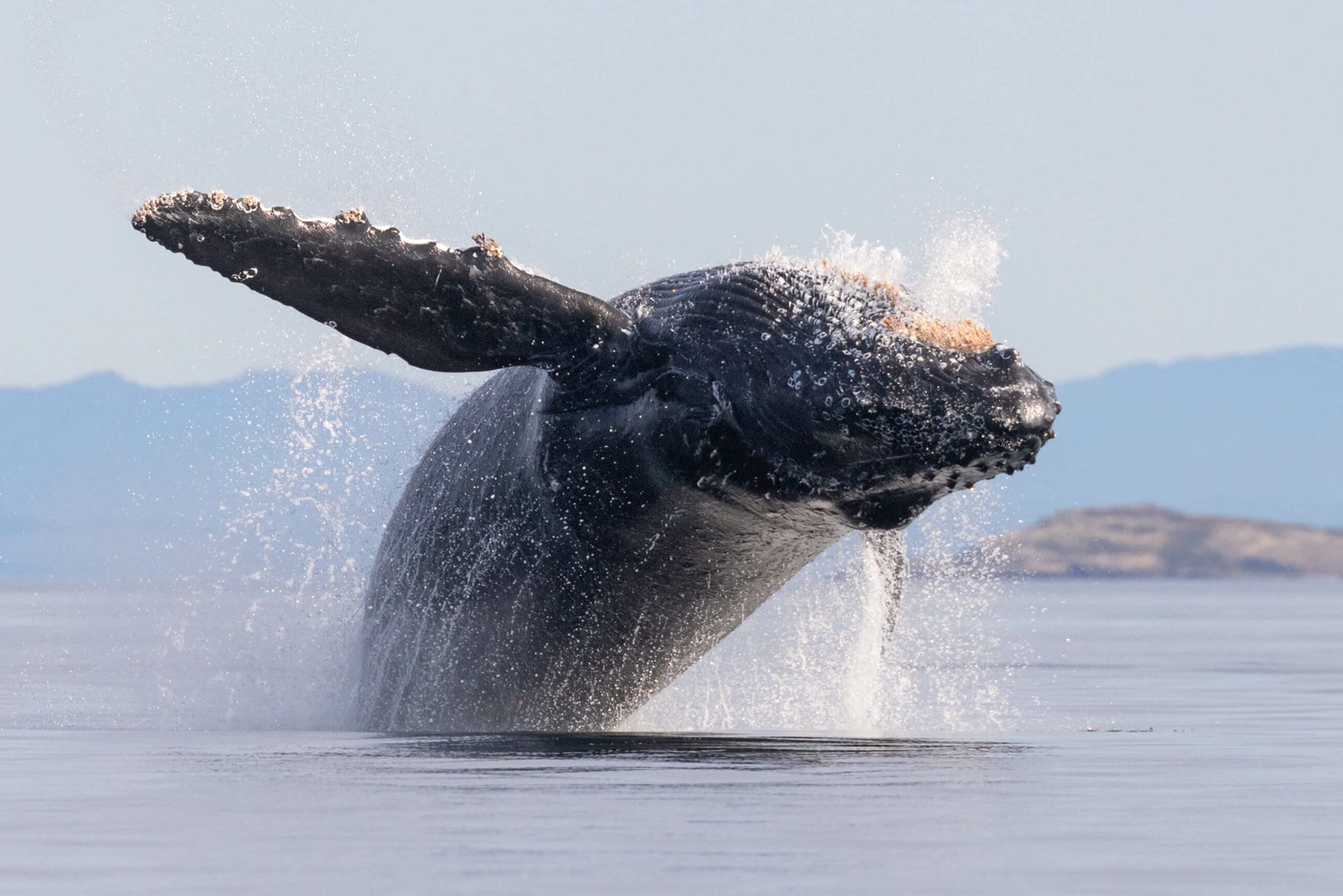 a humpback whale dives out of the water