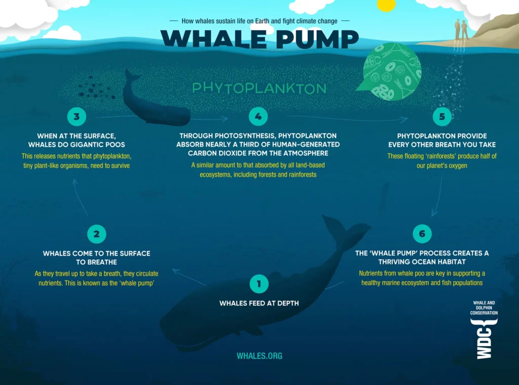 Infographic explaining whale pump