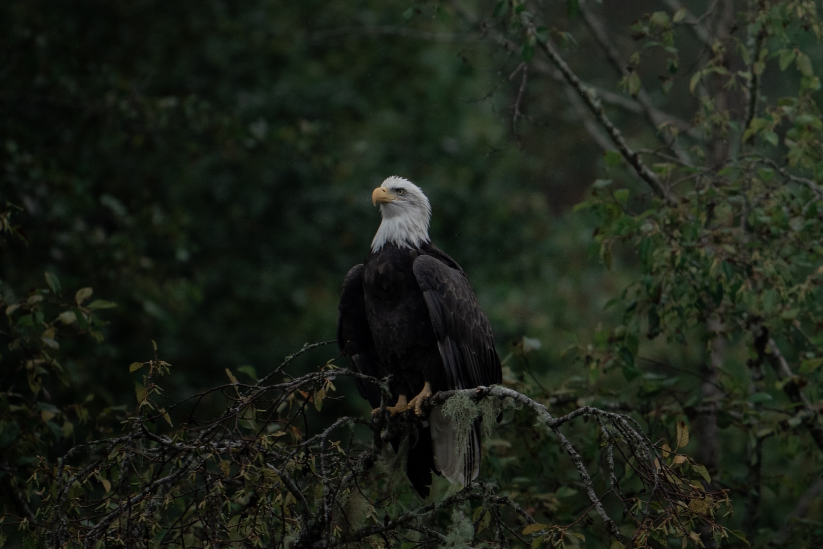 Bald Eagle Perched in a Tree