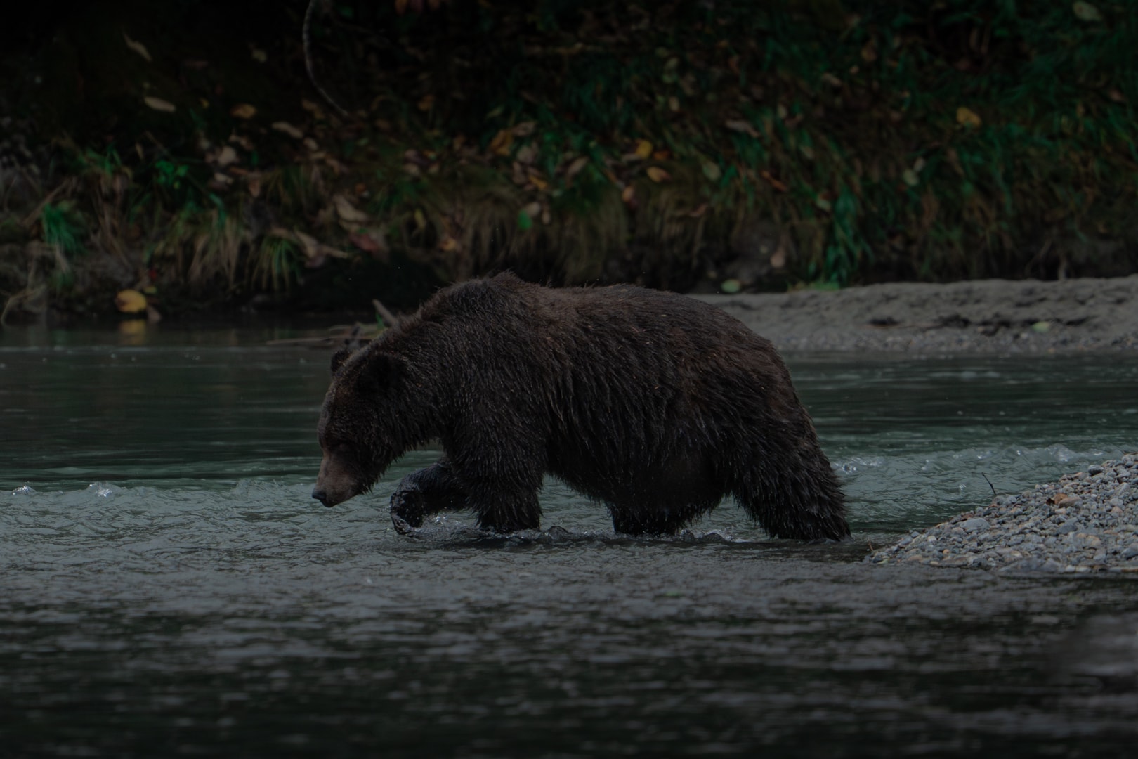 large grizzly bear crossing river