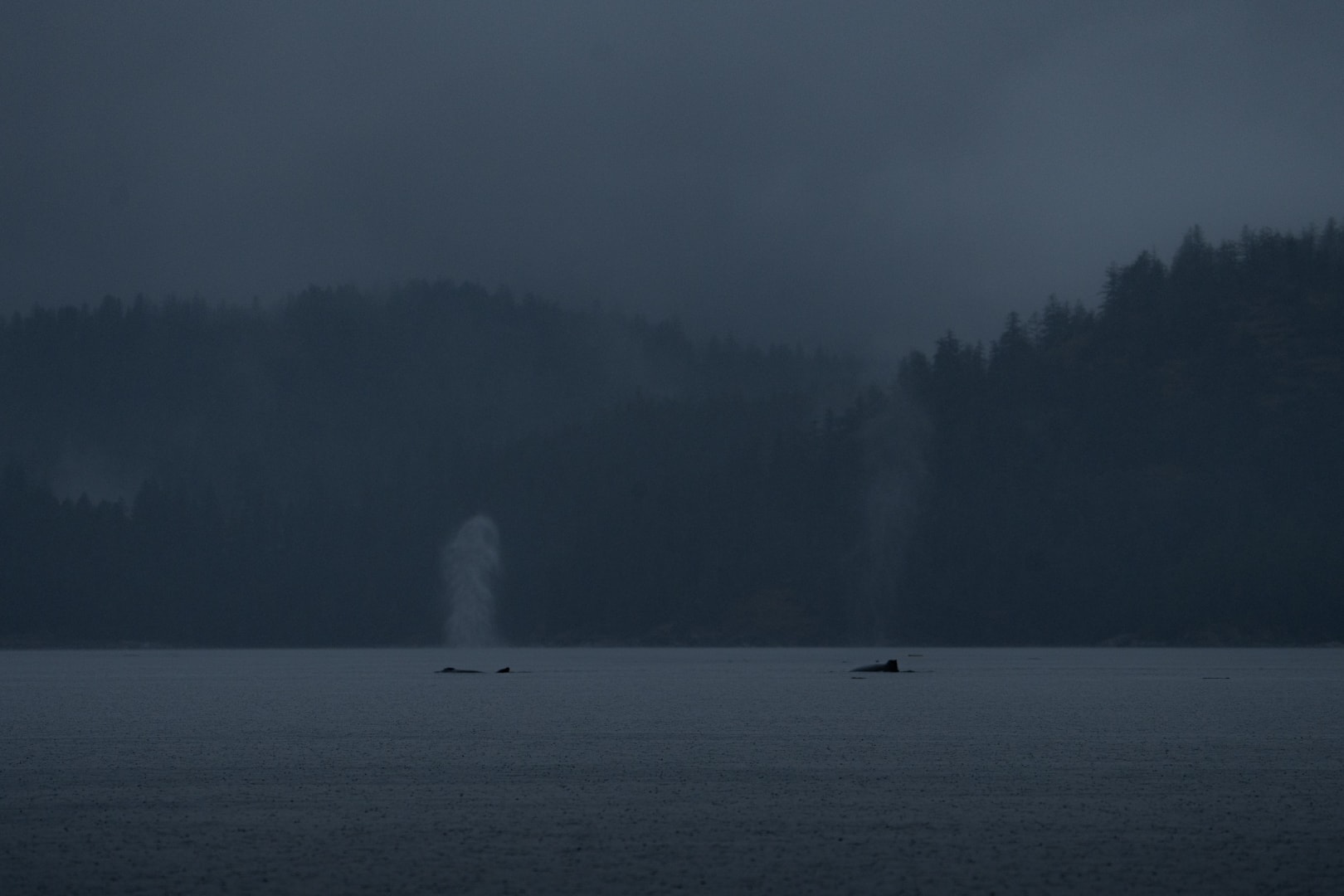 two humpback whales surfacing on a gray rainy backdrop