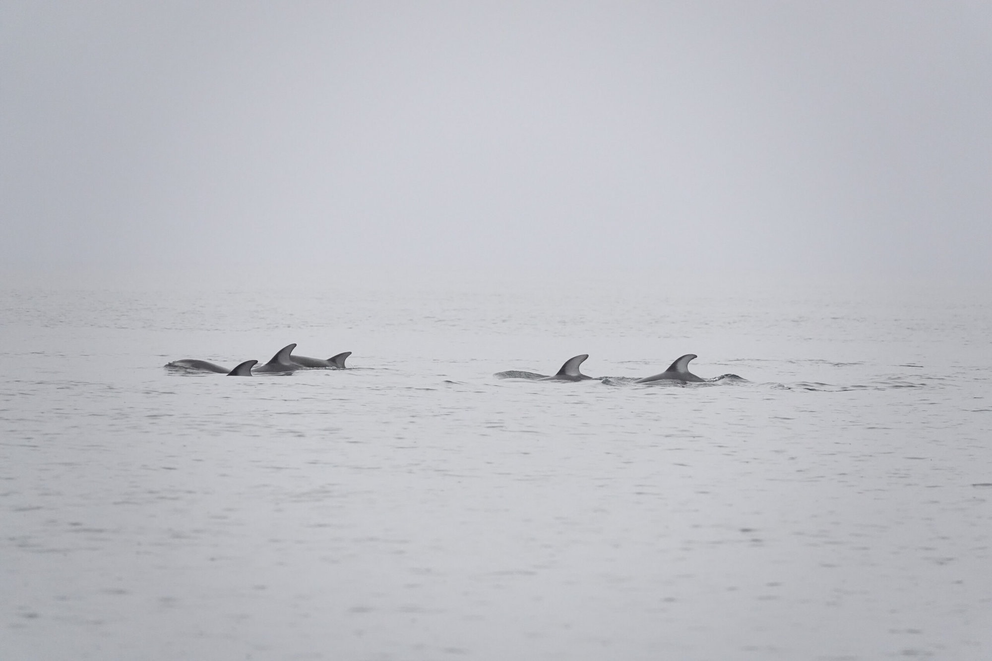 Pacific White Sided Dolphins emerging from water in the fog