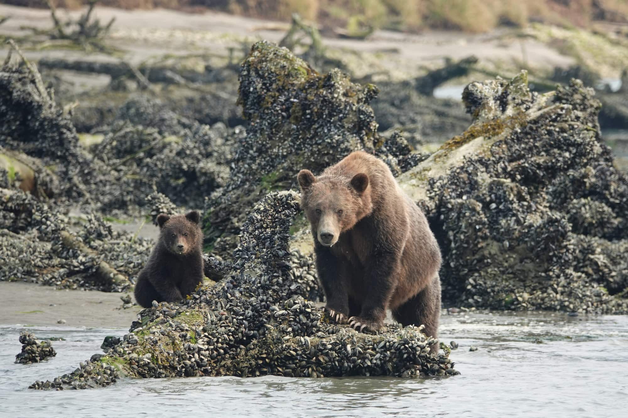Sow and cub Grizzly Bear standing on rock