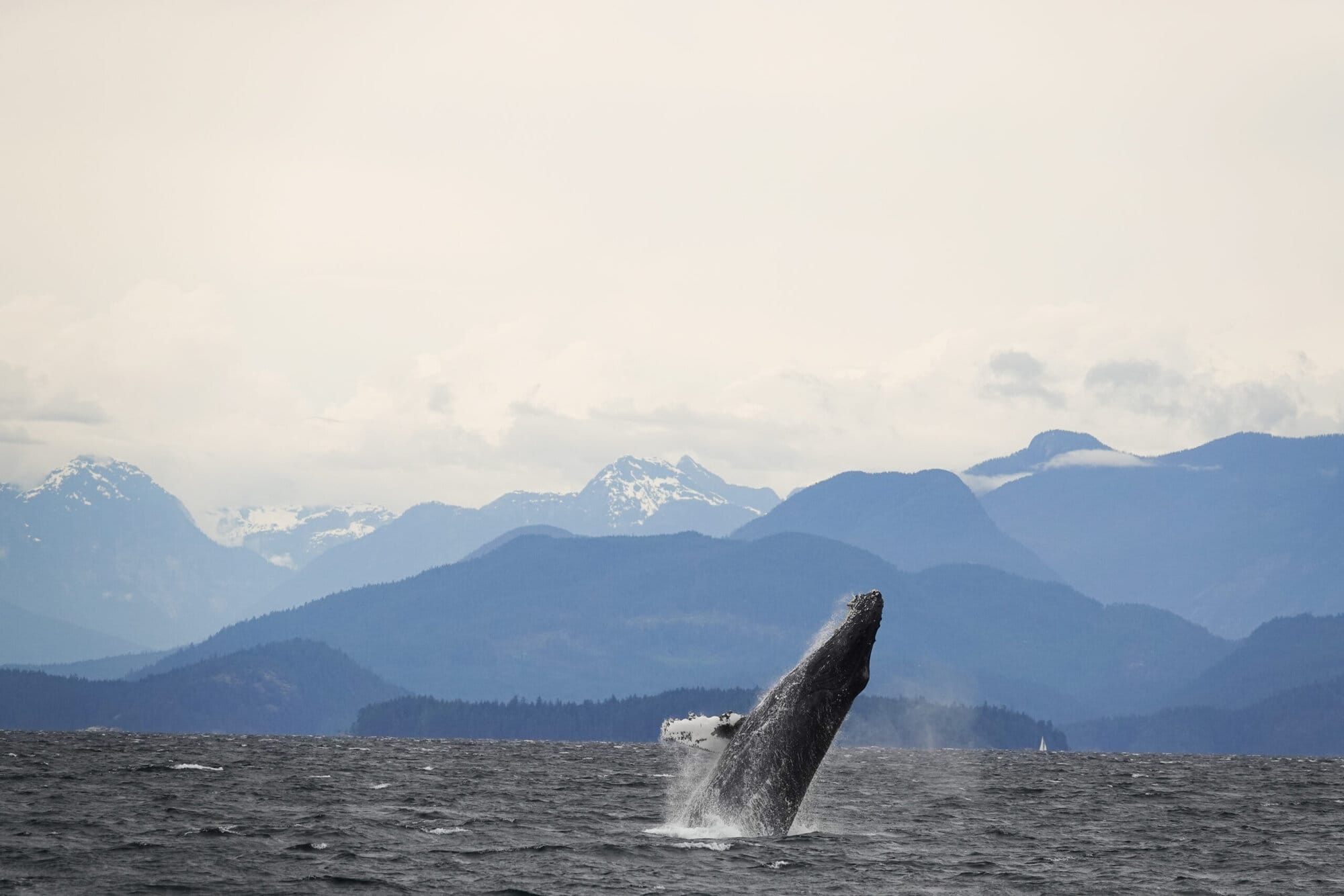 Humpback Whale Breaching with Mountain Backdrop
