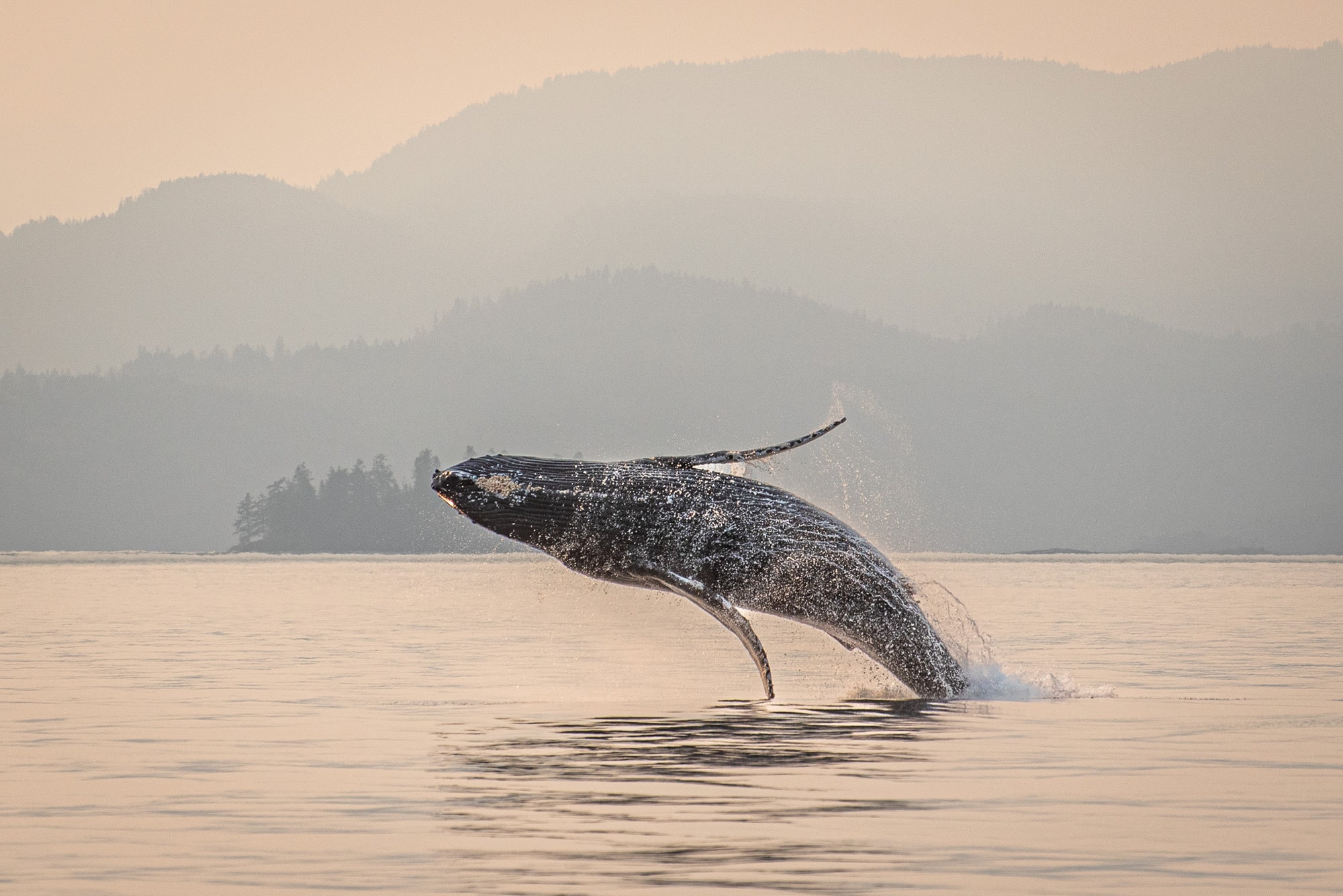 How Ethical is Whale Watching? A Guide to Finding a Responsible Tour