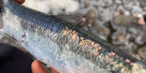 zoomed in image of herring